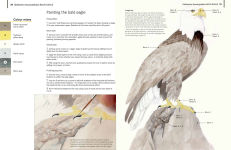 Alternative view 7 of A-Z of Bird Portraits: An illustrated guide to painting beautiful birds