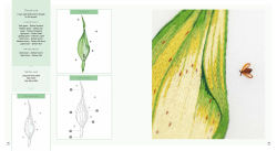 Alternative view 5 of Needlepainted Plants and Pollinators: An insect lover's guide to silk shading embroidery