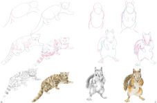 Alternative view 3 of How to Draw Mountain Animals in simple steps