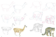 Alternative view 7 of How to Draw Mountain Animals in simple steps