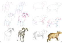 Alternative view 8 of How to Draw Mountain Animals in simple steps