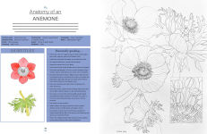 Alternative view 8 of Botanical Watercolours through the Seasons: An all-year-round guide to painting flowers and plants