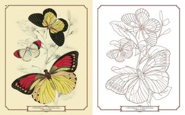 The Beauties of Nature Coloring Book