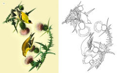 Alternative view 7 of The Beauties of Nature Coloring Book