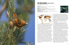 Alternative view 2 of 100 Birds to See in Your Lifetime: The Ultimate Wish-List for Birders Everywhere