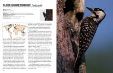 Alternative view 3 of 100 Birds to See in Your Lifetime: The Ultimate Wish-List for Birders Everywhere