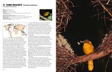 Alternative view 4 of 100 Birds to See in Your Lifetime: The Ultimate Wish-List for Birders Everywhere