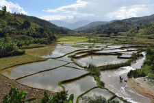 Alternative view 4 of The Gardens of Mars: Madagascar, an Island Story