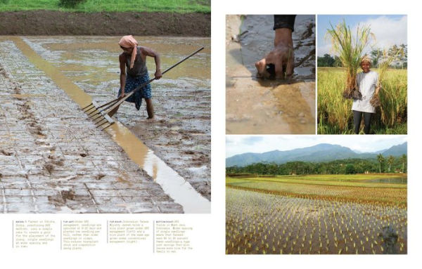 Rice Is Life: Recipes and Stories Celebrating the World's Most Essential Grain