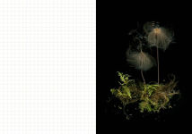 Alternative view 4 of Deep Dark Forest Mushroom Journal