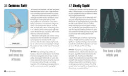 Alternative view 2 of Unusual Animal Messages Oracle Deck: Includes 52 cards and a 64-page illustrated book