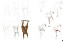 Alternative view 10 of Draw 100: Animals: From basic shapes to amazing drawings in super-easy steps