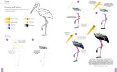 Alternative view 19 of Paint 50: Watercolour Animals: From basic shapes to amazing paintings in super-easy steps
