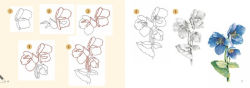 Alternative view 3 of Draw 30: Flowers: in easy steps