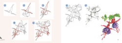 Alternative view 4 of Draw 30: Flowers: in easy steps
