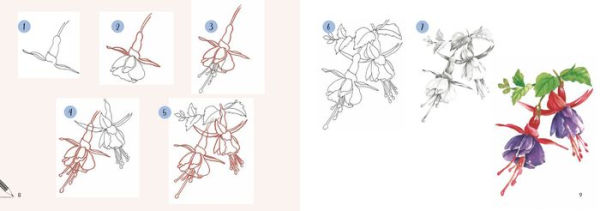 Draw 30: Flowers: in easy steps
