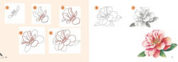 Alternative view 5 of Draw 30: Flowers: in easy steps