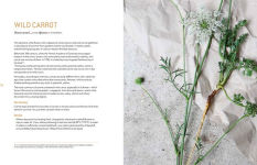 Alternative view 11 of Botanical Dyes: A seasonal guide to sustainable dyeing