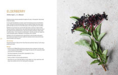 Alternative view 13 of Botanical Dyes: A seasonal guide to sustainable dyeing