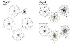 Alternative view 6 of The Kew Book of Drawing Flora and Fauna: 20 stunning step-by-step tutorials