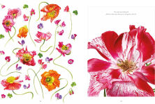 Alternative view 4 of Botanical Shoes, The: A collection of botanical shoe paintings in watercolour and words