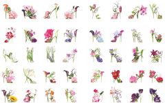 Alternative view 10 of Botanical Shoes, The: A collection of botanical shoe paintings in watercolour and words
