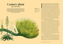 Alternative view 4 of Kew - Parched: 50 plants that thrive and survive in a dry garden