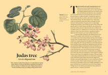 Alternative view 6 of Kew - Parched: 50 plants that thrive and survive in a dry garden
