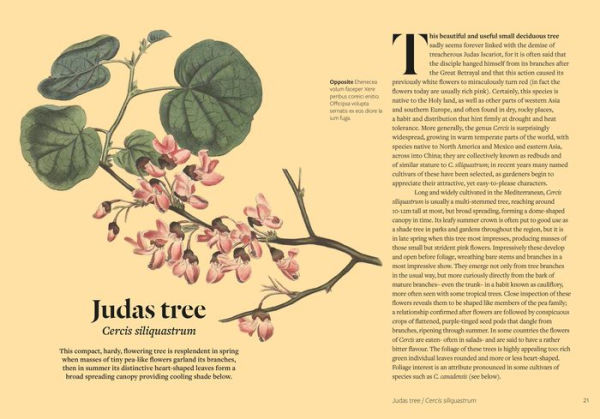 Kew - Parched: 50 plants that thrive and survive in a dry garden