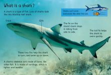 Alternative view 3 of Sharks