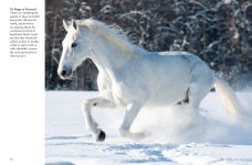 Alternative view 11 of Horses