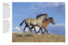 Alternative view 12 of Horses