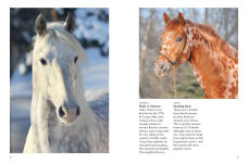 Alternative view 13 of Horses