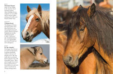 Alternative view 8 of Horses