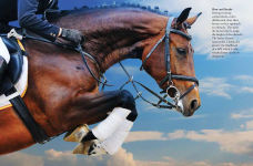 Alternative view 10 of Horses