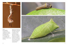 Alternative view 11 of Butterflies