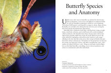 Alternative view 13 of Butterflies