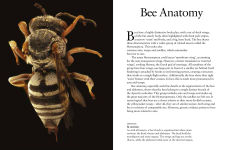 Alternative view 11 of Bees