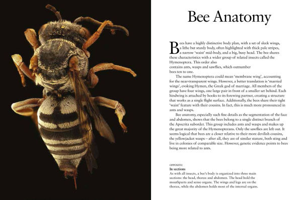 Bees