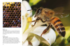 Alternative view 3 of Bees