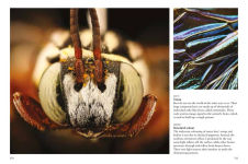 Alternative view 4 of Bees