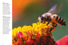 Alternative view 6 of Bees