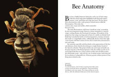 Alternative view 7 of Bees