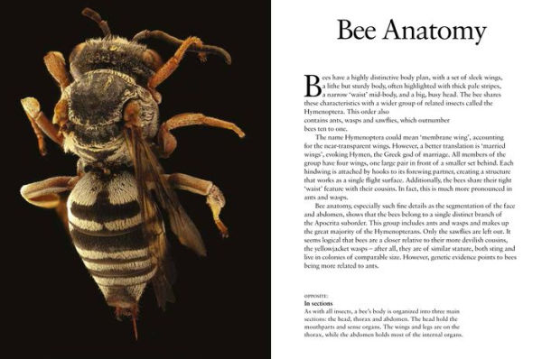 Bees