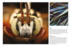 Alternative view 9 of Bees