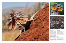 Alternative view 13 of Crocodiles, Alligators & Lizards: From Black Caimans to Komodo Dragons