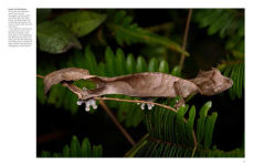Alternative view 2 of Crocodiles, Alligators & Lizards: From Black Caimans to Komodo Dragons