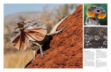 Alternative view 5 of Crocodiles, Alligators & Lizards: From Black Caimans to Komodo Dragons