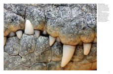 Alternative view 6 of Crocodiles, Alligators & Lizards: From Black Caimans to Komodo Dragons