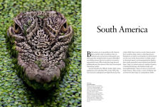 Alternative view 7 of Crocodiles, Alligators & Lizards: From Black Caimans to Komodo Dragons